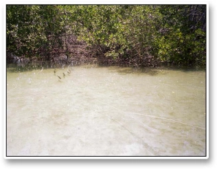 Baby tarpon Baby tarpon