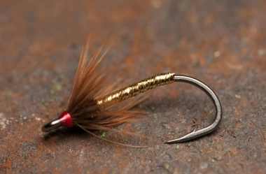 A Zoom spider A Zoom spider