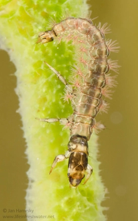 Rhyacophila Rhyacophila