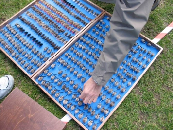 A mouse year box? A mouse year box?