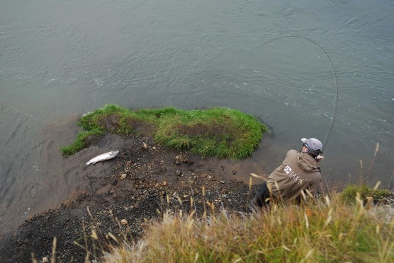 Salmon! - image Salmon! - image