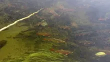 Video thumb for Love, Arctic Char Style