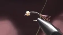 Video thumb for Woven Wire Weevil