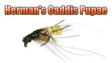 Video thumb for Herman's Caddis Pupae