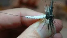 Video thumb for Spent Gnat (MayFly)