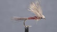 Video thumb for Isonychia Harrop's Hairwing