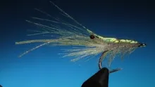 Video thumb for Ribbon Shrimp