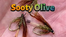 Video thumb for Sooty Olive