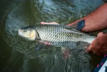 User submitted picture: Go home chub