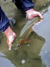 User submitted picture: releasing a New Zealand r...