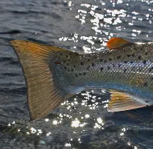 User submitted picture: Sea lice "Lepeophteirus ...