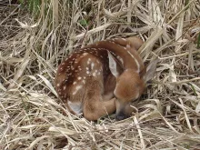 User submitted picture: Streamside Fauna