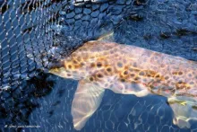 User submitted picture: Trout