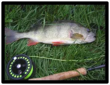 User submitted picture: perch taken with pike str...