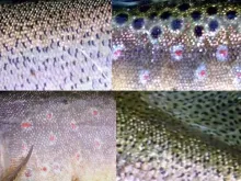 User submitted picture: skin fish.....