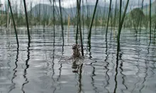 User submitted picture: DragonFly in a cold day o...