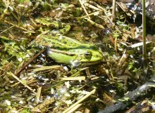 User submitted picture: luscious frog