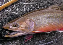 User submitted picture: Buck brook trout from a C...