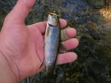 User submitted picture: Wild Beauty