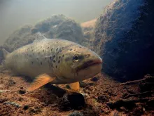 User submitted picture: ...::Lithuanian Brown Tro...