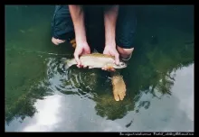 User submitted picture: Rainbow trout caught at S...