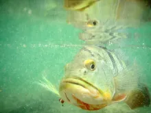 User submitted picture: Peacock Bass sporting a C...