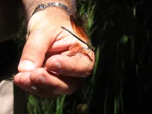 User submitted picture: LibÃ©lula Verde.