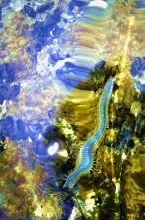 User submitted picture: Saltwater worms stil acti...