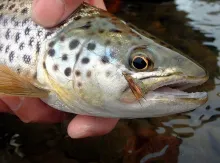 User submitted picture: Trout caught on a Sparkle...