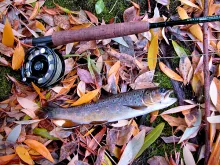 User submitted picture: A little brookie caught a...