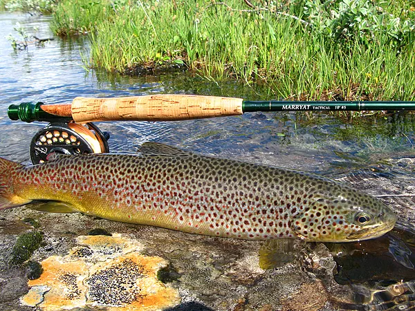 User submitted picture: the rod,the reel and the ...