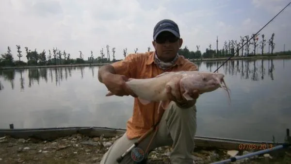User submitted picture: Channel Catfish albino 