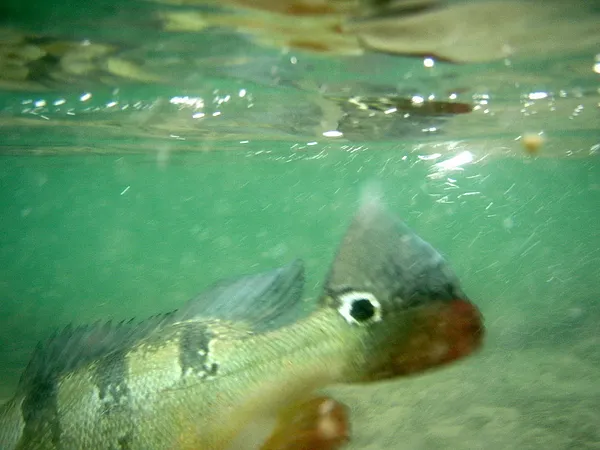 User submitted picture: Released peacock bass