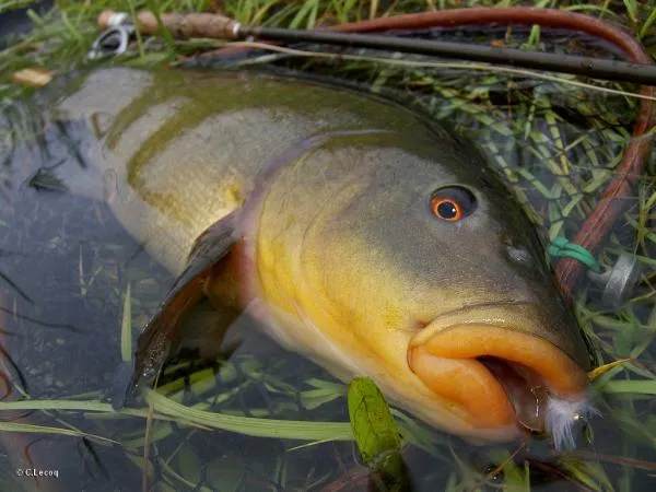 User submitted picture: Tench