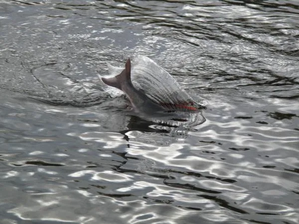User submitted picture: Jumping grayling by www.g...
