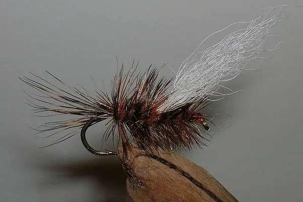 User submitted picture: Brookie Bug