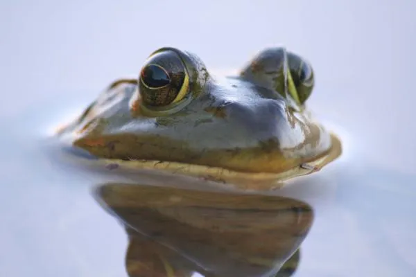 User submitted picture: A good food for Pike