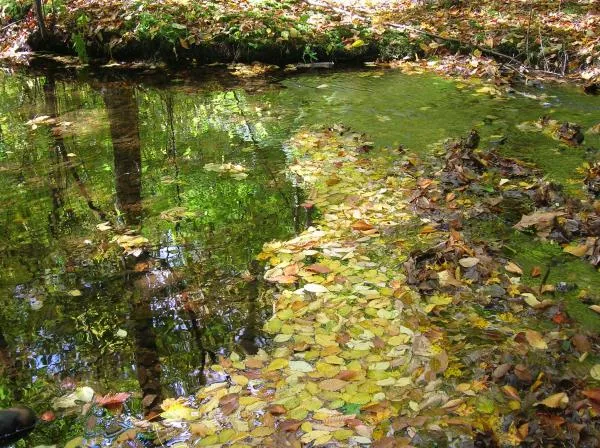 User submitted picture: Autums Reflection