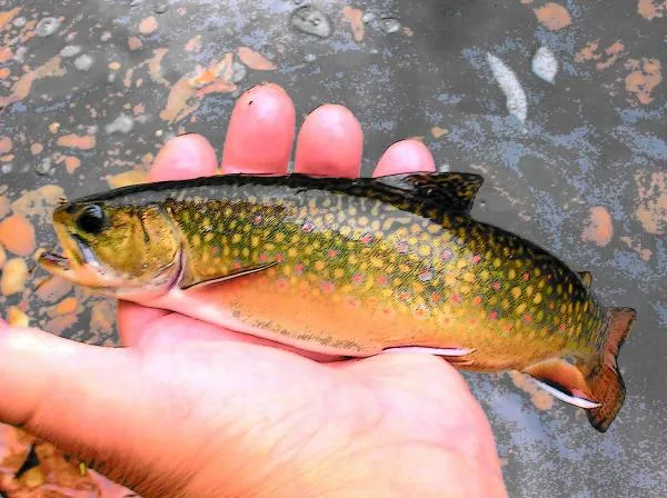 User submitted picture: Wild Brook Trout