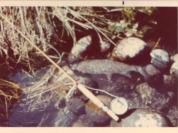 User submitted picture: Nice study of a Leonard b...