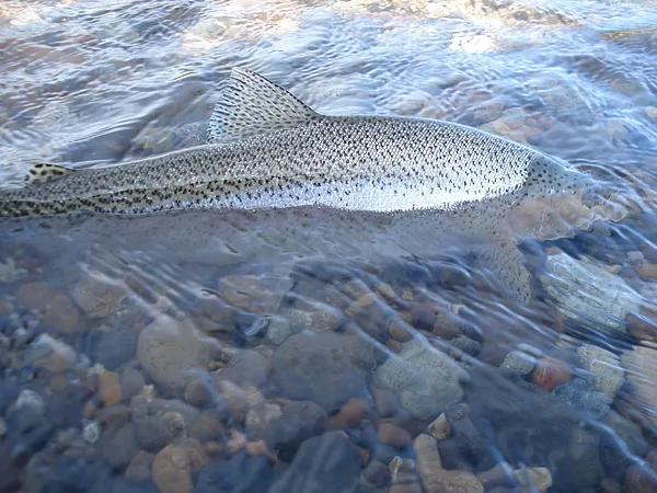 User submitted picture: Fins