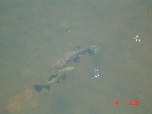 User submitted picture: two TARARIRAS in low wath...