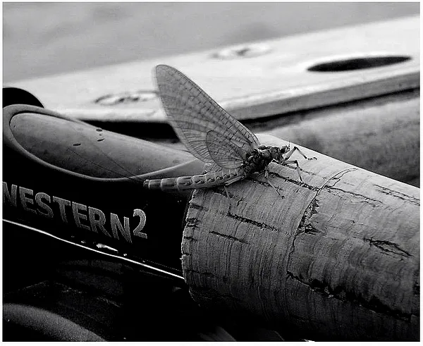 User submitted picture: "MAY FLY"