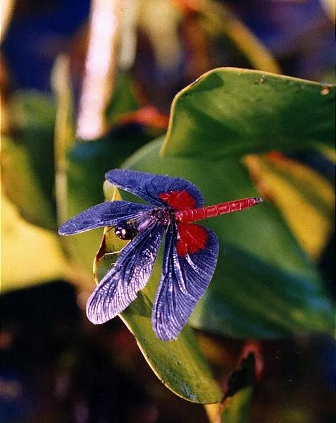 User submitted picture: Subtropical Dragonfly. No...