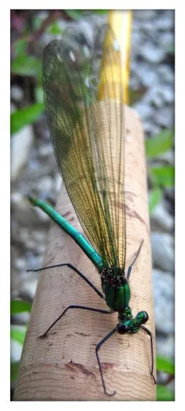 User submitted picture: Dragon 