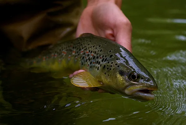 User submitted picture: wild brown trout