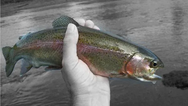User submitted picture: Norfork River Rainbow
