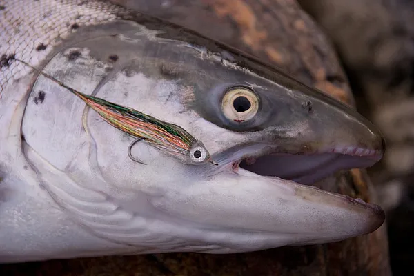 User submitted picture: seatrout