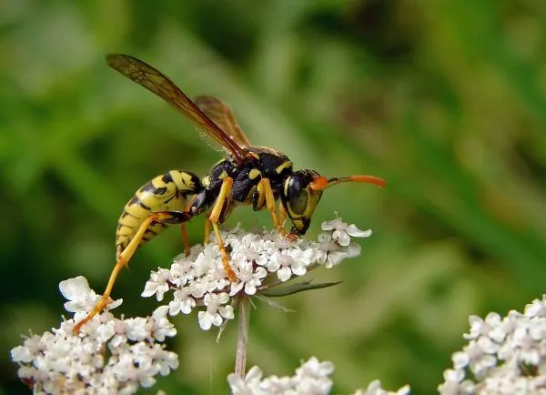 User submitted picture: Meal for Chub