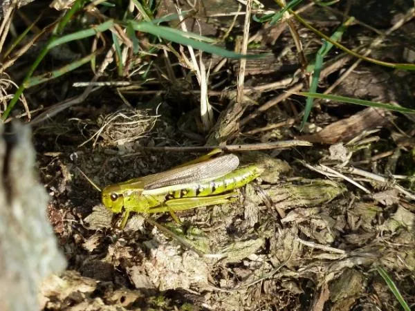 User submitted picture: Grasshopper